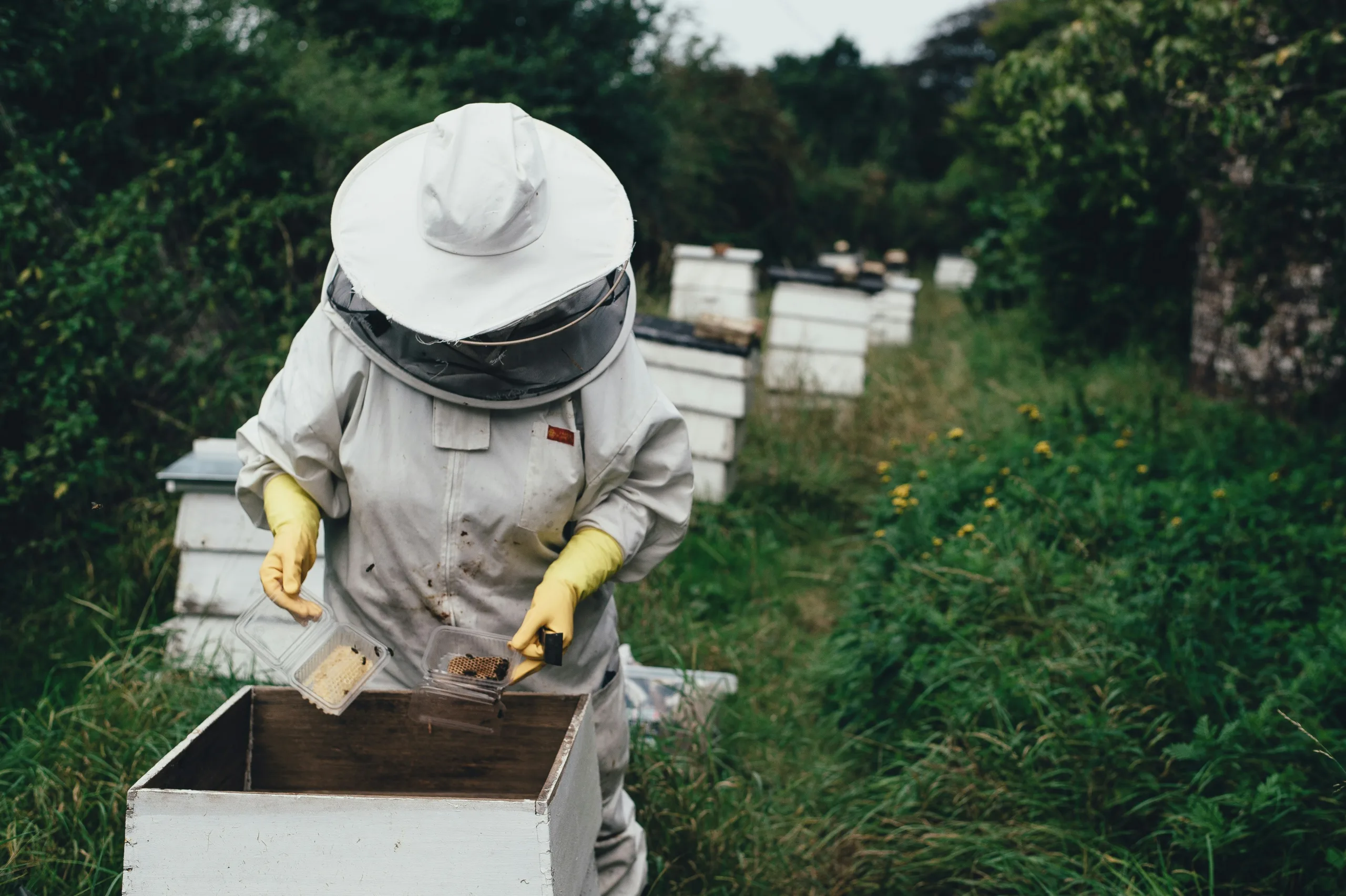 A beekeeper tends to their colony.