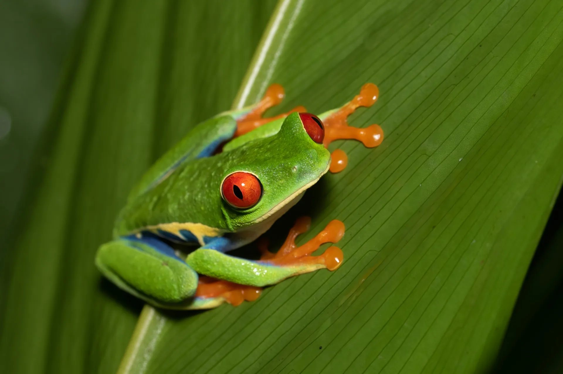 A frog sits on a leaf