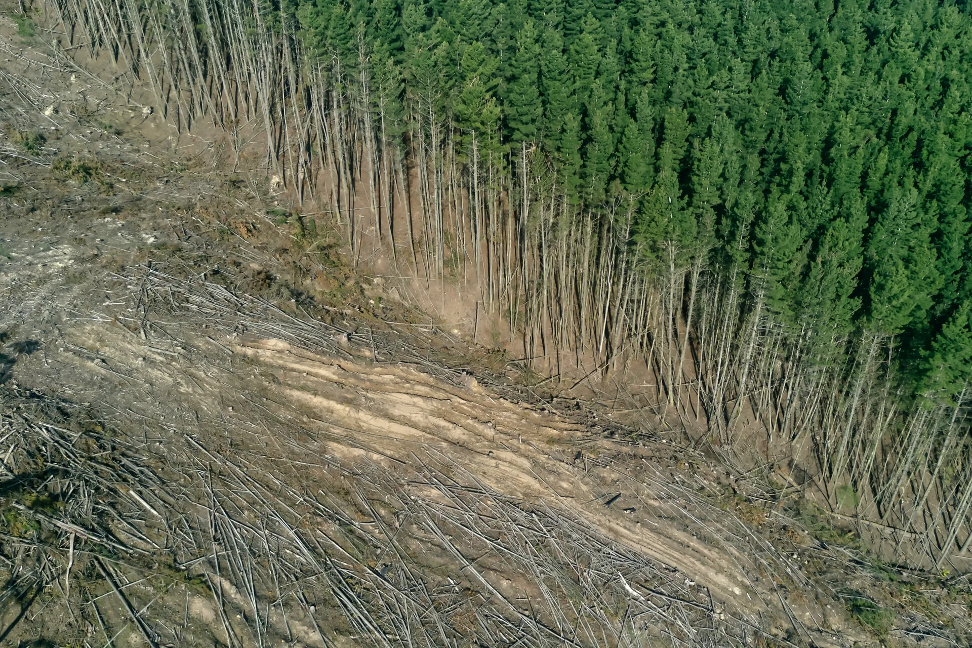Aerial view of a forest where one section has been clear-cut, with fallen trees and bare ground next to standing pine trees.